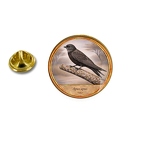 PE 10370 Apus apus