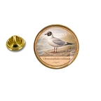 PE 10407 Chroicocephalus ridib
