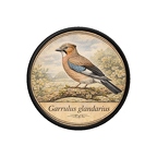 PR10377  Garrulus glandarius