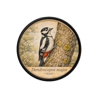 PR10378  Dendrocopos major