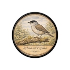 PR10379  Sylvia atricapilla