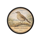 PR10382  Turdus viscivorus
