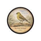 PR10383  Serinus serinus