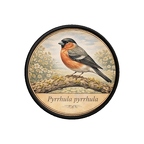 PR10385  Pyrrhula pyrrhula