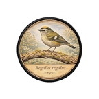 PR10386  Regulus regulus