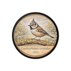 PR10387  Lophophanescristatus