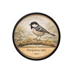 PR10388  Periparus ater