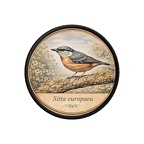 PR10389  Sitta europaea