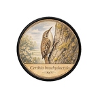 PR10390  Certhia brachydactyla