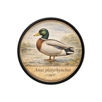 PR10391  Anas platyrhynchos