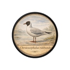 PR10392  Chroicocephalus
