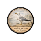 PR10393  Larus michahellis