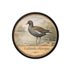 PR10396  Gallinula chloropus