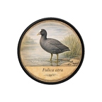 PR10397  Fulica atra