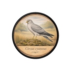 PR10398  Circus cyaneus