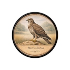 PR10399  Buteo buteo