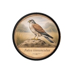 PR10400  Falco tinnunculus
