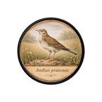 PR10402  Anthus pratensis