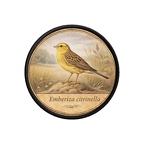 PR10404  Emberiza citrinella