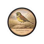 PR10405  Emberiza cirlus