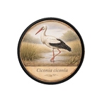 PR10406  Ciconia ciconia