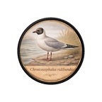 PR10407  Chroicocephalus