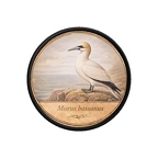 PR10408  Morus bassanus