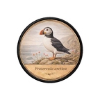 PR10409  Fratercula arctica