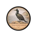 PR10410  Phalacrocorax