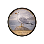 PR10412  Larus argentatus
