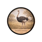 PR10413  Struthio camelus