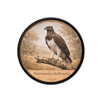 PR10414  Polemaetus bellicosus