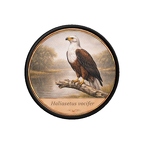 PR10415  Haliaeetus vocifer