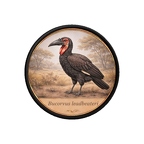 PR10418  Bucorvus leadbeateri