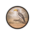 PR10419  Tockus flavirostris