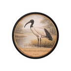 PR10420  Threskiornis