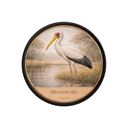 PR10422  Mycteria ibis