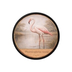 PR10423  Phoenicopterus roseus