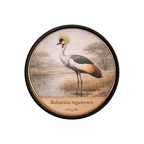 PR10425  Balearica regulorum