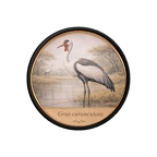 PR10426  Grus carunculata