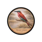 PR10430  Merops nubicus