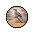 PR10431  Coracias caudatus
