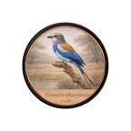 PR10432  Coracias abyssinicus