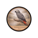 PR10437  Psittacus erithacus