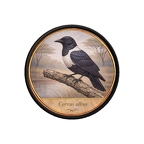 PR10440  Corvus albus