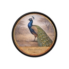 PR10442  Pavo cristatus