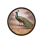 PR10443  Pavo muticus
