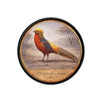 PR10444  Chrysolophus pictus
