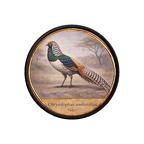 PR10445  Chrysolophus