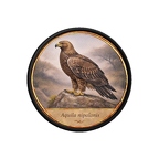 PR10449  Aquila nipalensis